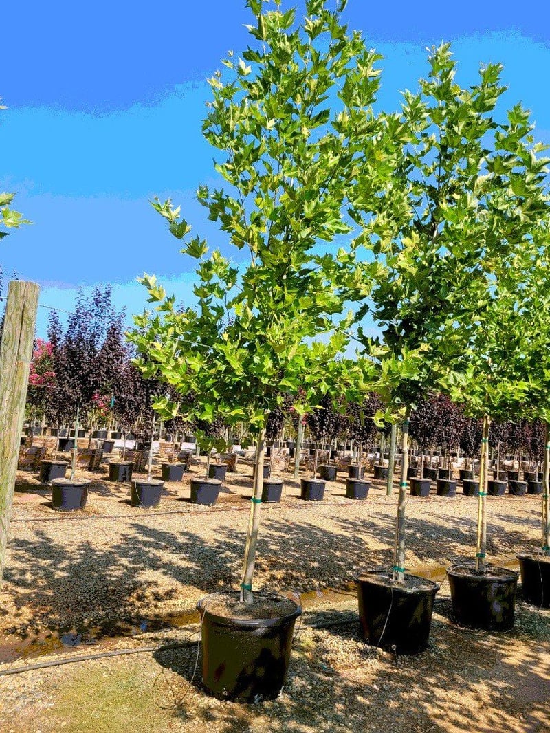 Photo for Platanus acerifolia 'Bloodgood' (Standard) (Bloodgood London Plane Tree)