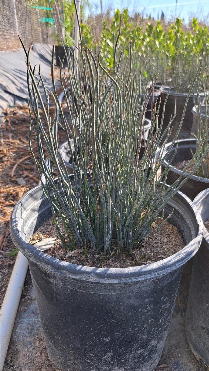 Photo for Chondropetalum tectorum 'El Campo' (El Campo Small Cape Rush)