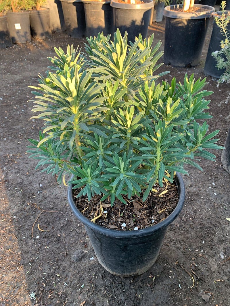 Photo for Euphorbia characias wulfenii (Mediterranean Spurge)