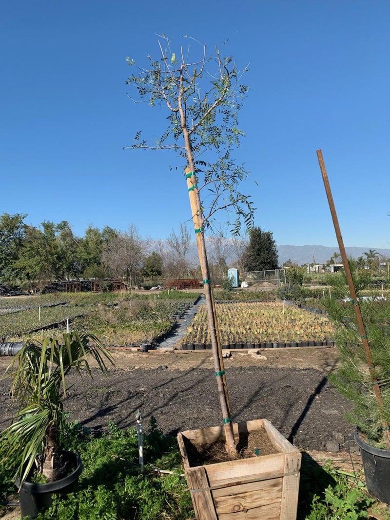 Photo for Schinus molle (Standard) (California Pepper)