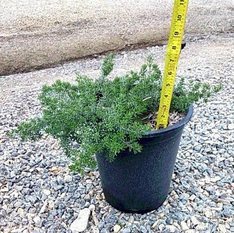 Photo for Westringia fruticosa 'Low Horizon' (Low Horizon Coast Rosemary)