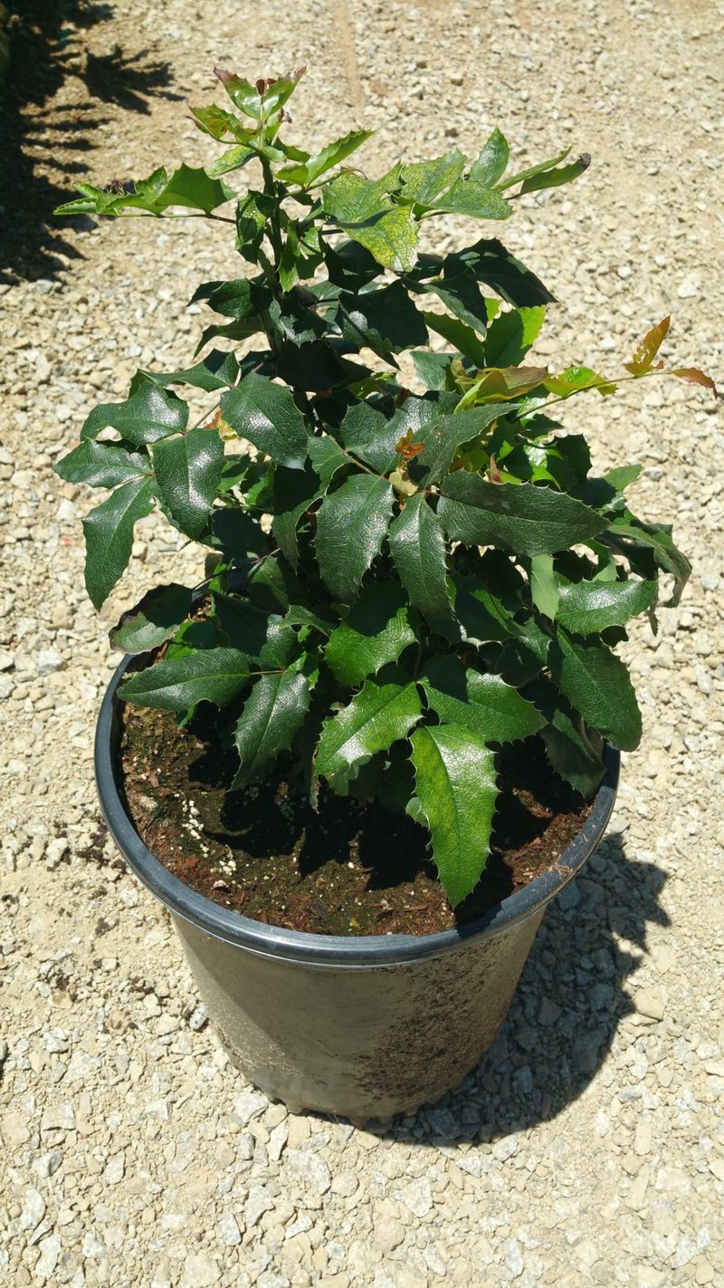 Photo for Mahonia aquifolium (Oregon Grape Holly)