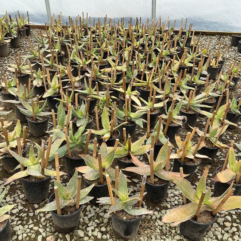 Photo for Aloe aristata (Lace aloe)