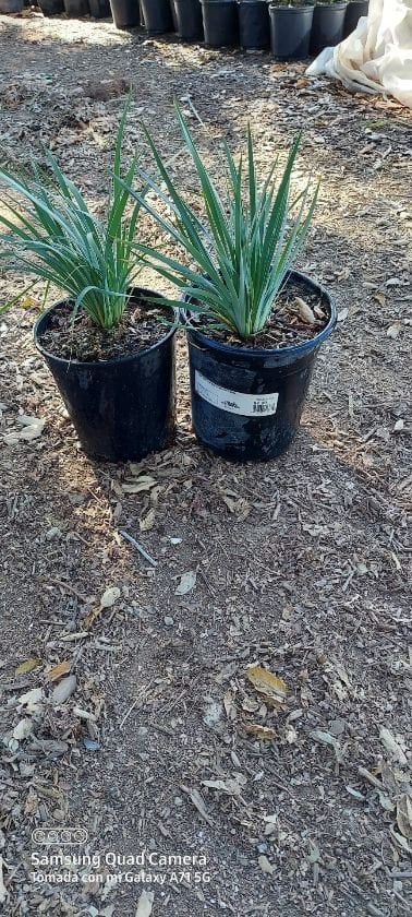 Photo for Sisyrinchium idahoense (S. bellum) (Blue Eyed Grass)