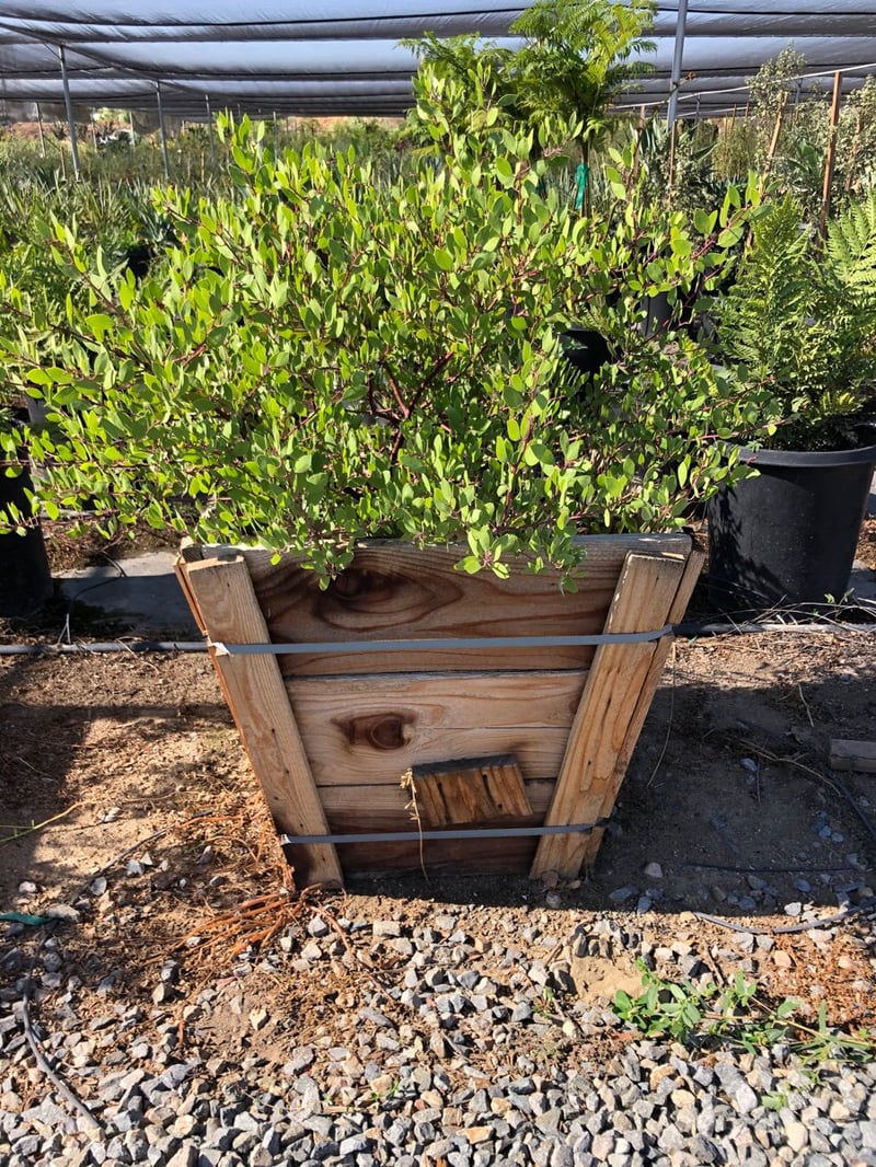 Photo for Arctostaphylos densiflora 'Howard Mcminn' (Howard McMinn Manzanita)