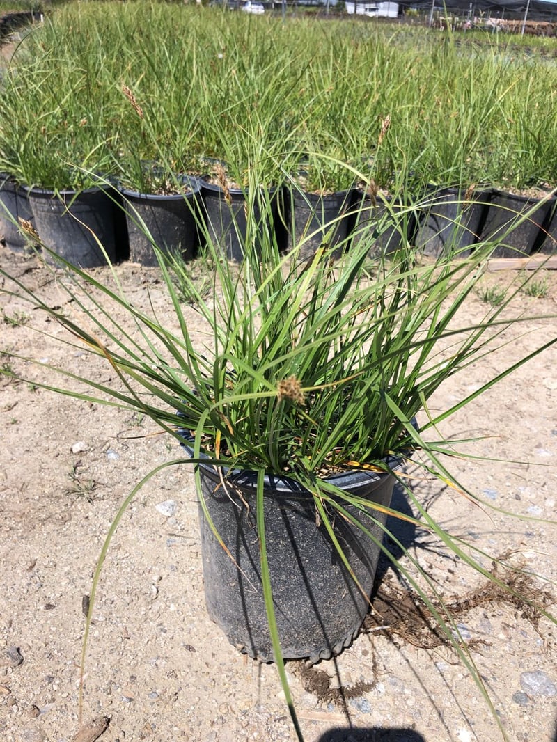 Photo for Carex divulsa (European Grey Sedge, Berkeley Sedge)