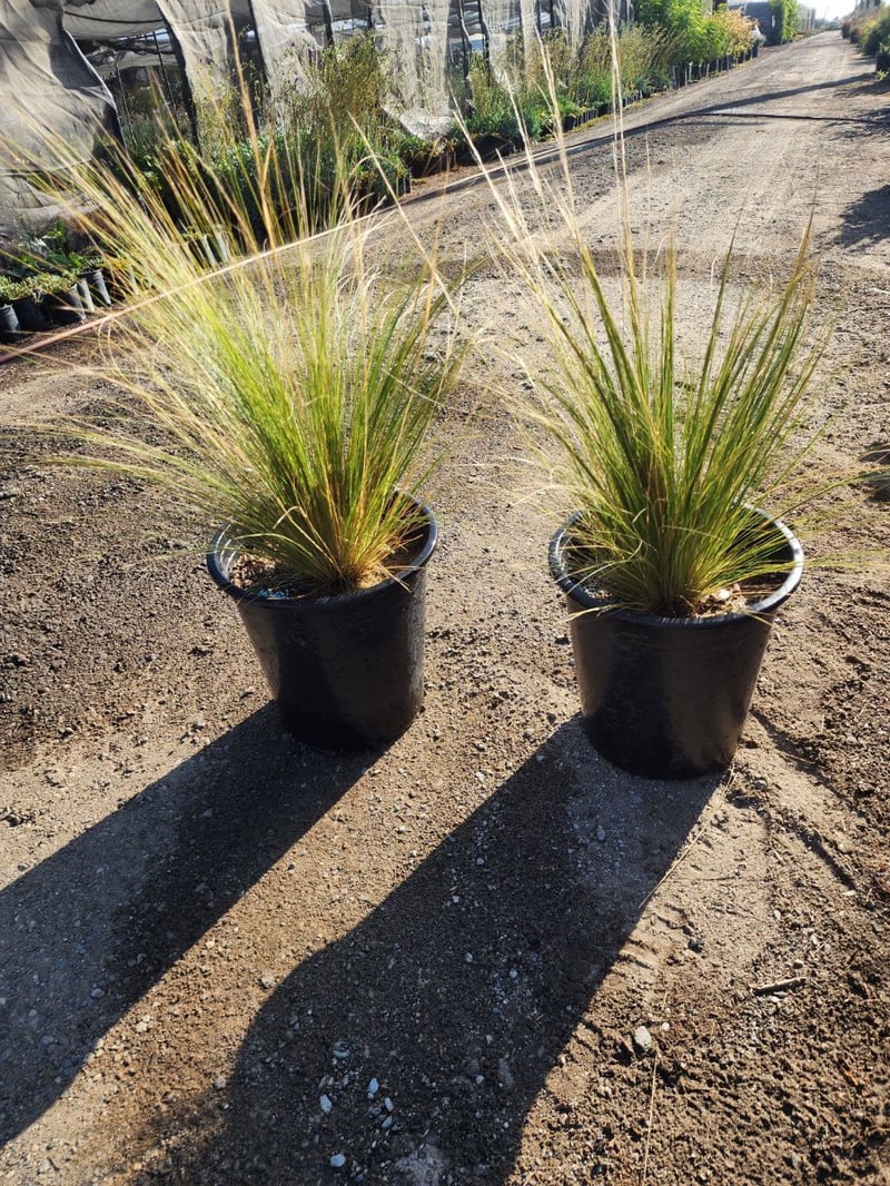 Photo for Nassella tenuissima 'Pony Tails'  (Mexican Feathergrass)