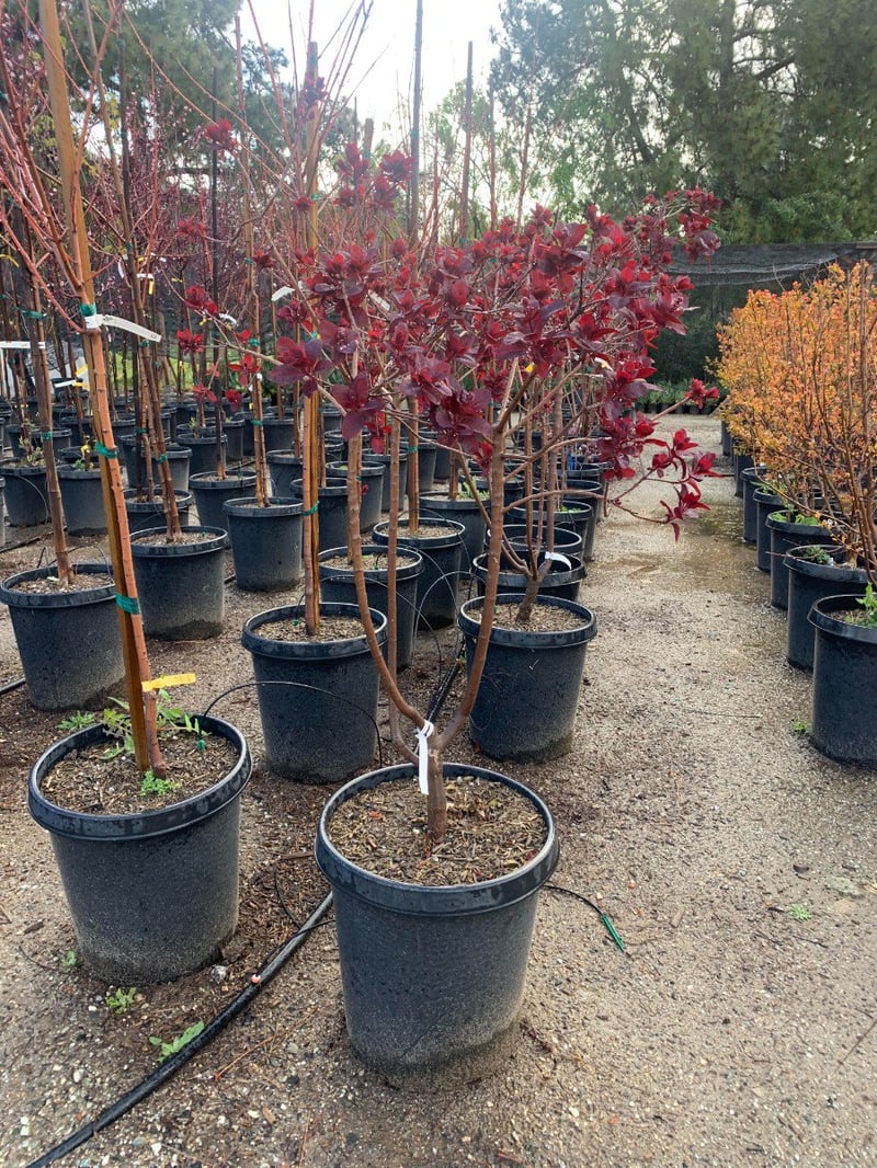 Photo for Cotinus coggygria 'Royal Purple' (Royal Purple Smoke Tree)