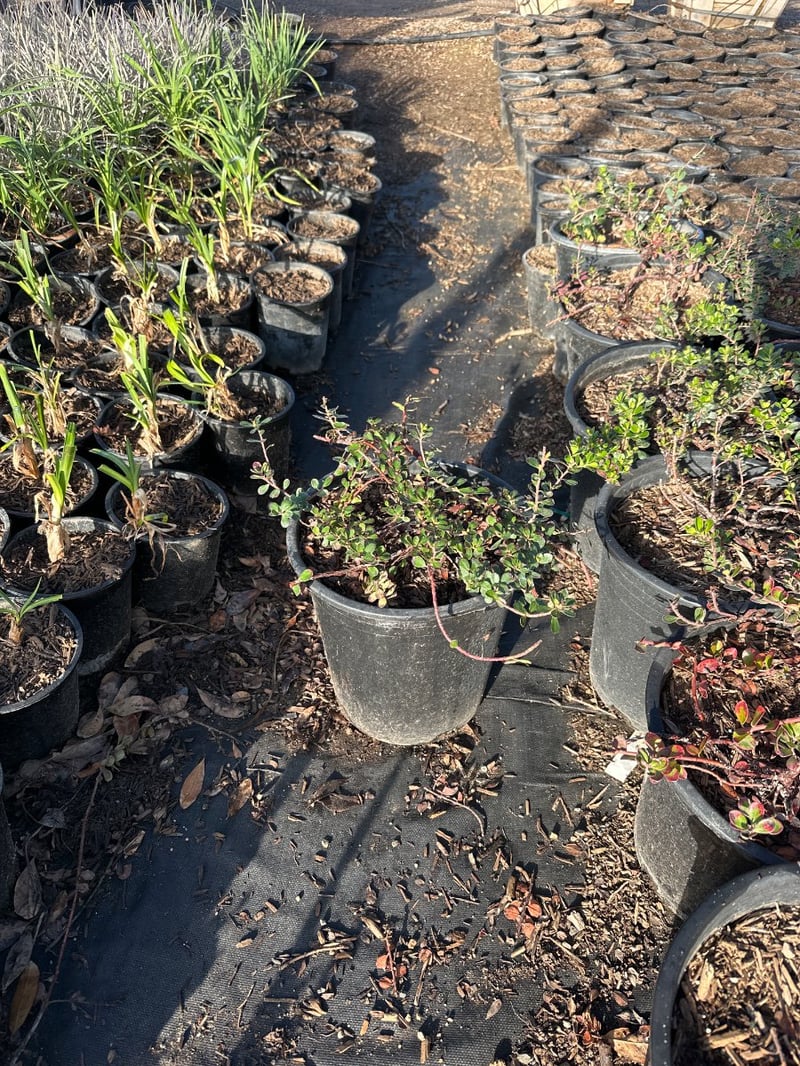 Photo for Arctostaphylos 'Emerald Carpet' ('Emerald Carpet' Manzanita)