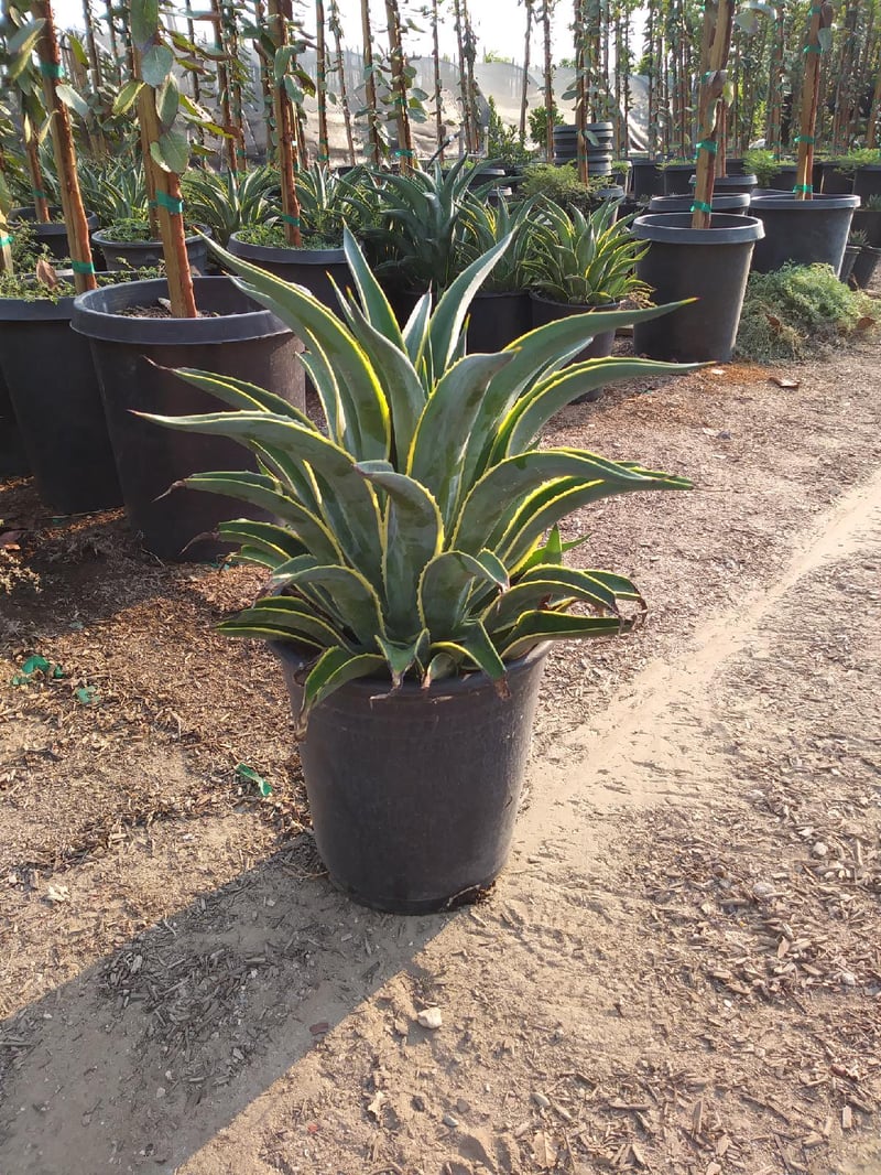 Photo for Agave desmetiana 'Variegata' (Variegated Smooth Agave)