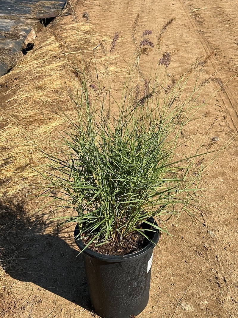 Photo for Pennisetum orientale 'Karley Rose' (Oriental Fountain Grass)