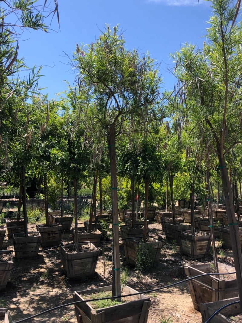 Photo for Chilopsis linearis (Desert Willow)