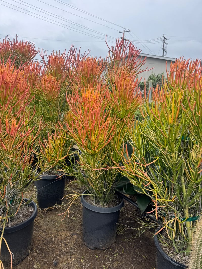Photo for Euphorbia tirucalli 'Sticks on Fire' (Red Pencil Tree)