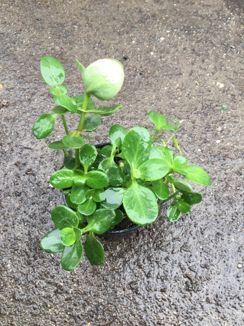 Photo for Crassula multicava (Fairy Crassula)