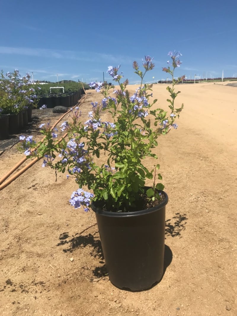 Photo for Plumbago auriculata 'Imperial Blue' (Blue Cape Plumbago)