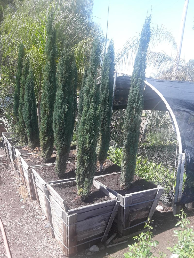 Photo for Cupressus sempervirens 'Monshel'/'Dwarf' (Dwarf Italian Cypress)