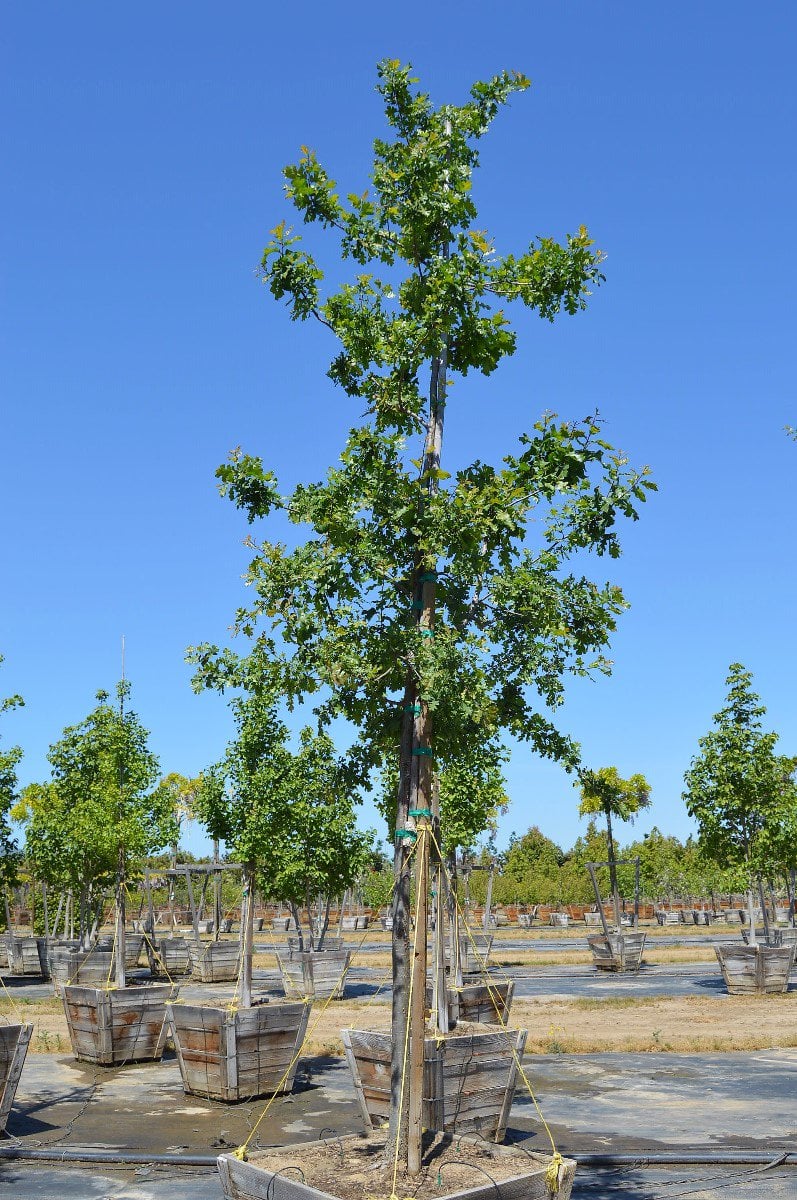 Photo for Quercus lobata (Valley Oak)