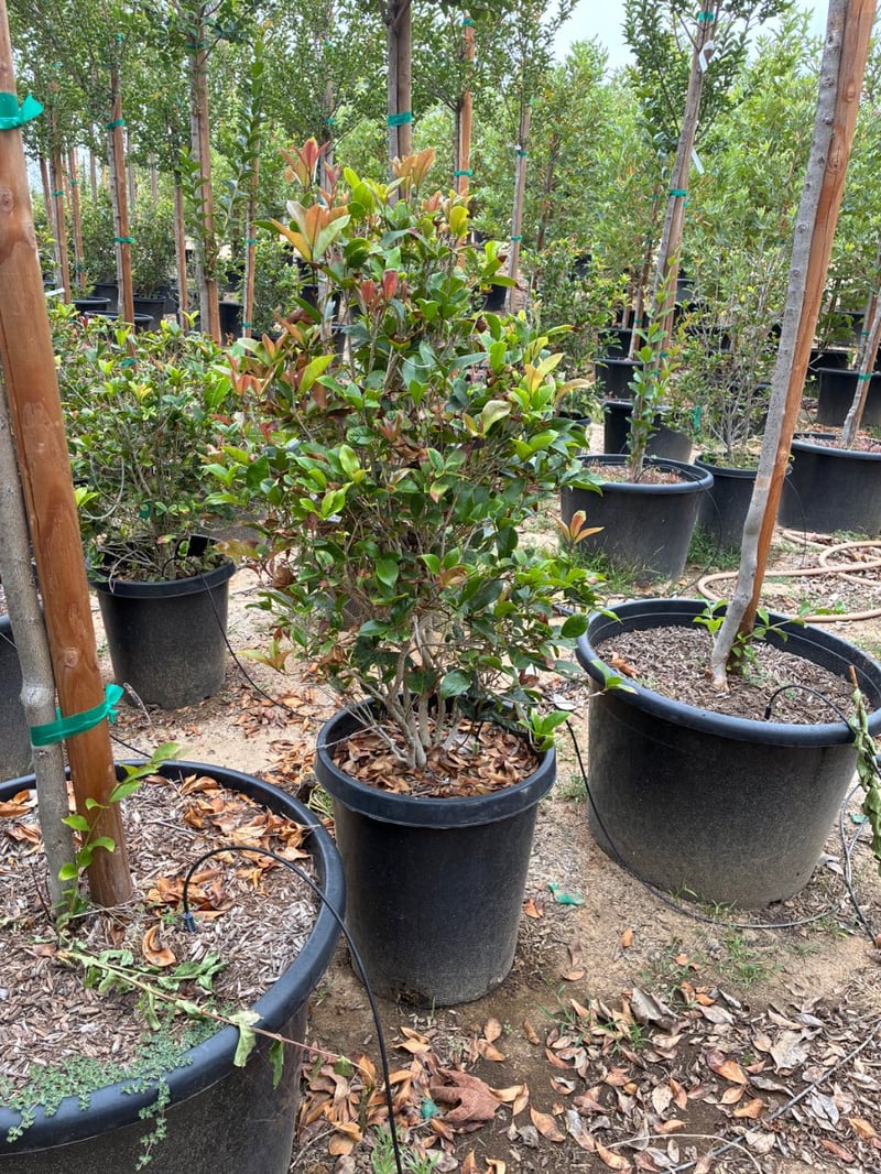 Photo for Osmanthus fragrans (Sweet Olive, Tea Olive, Fragrant Olive)