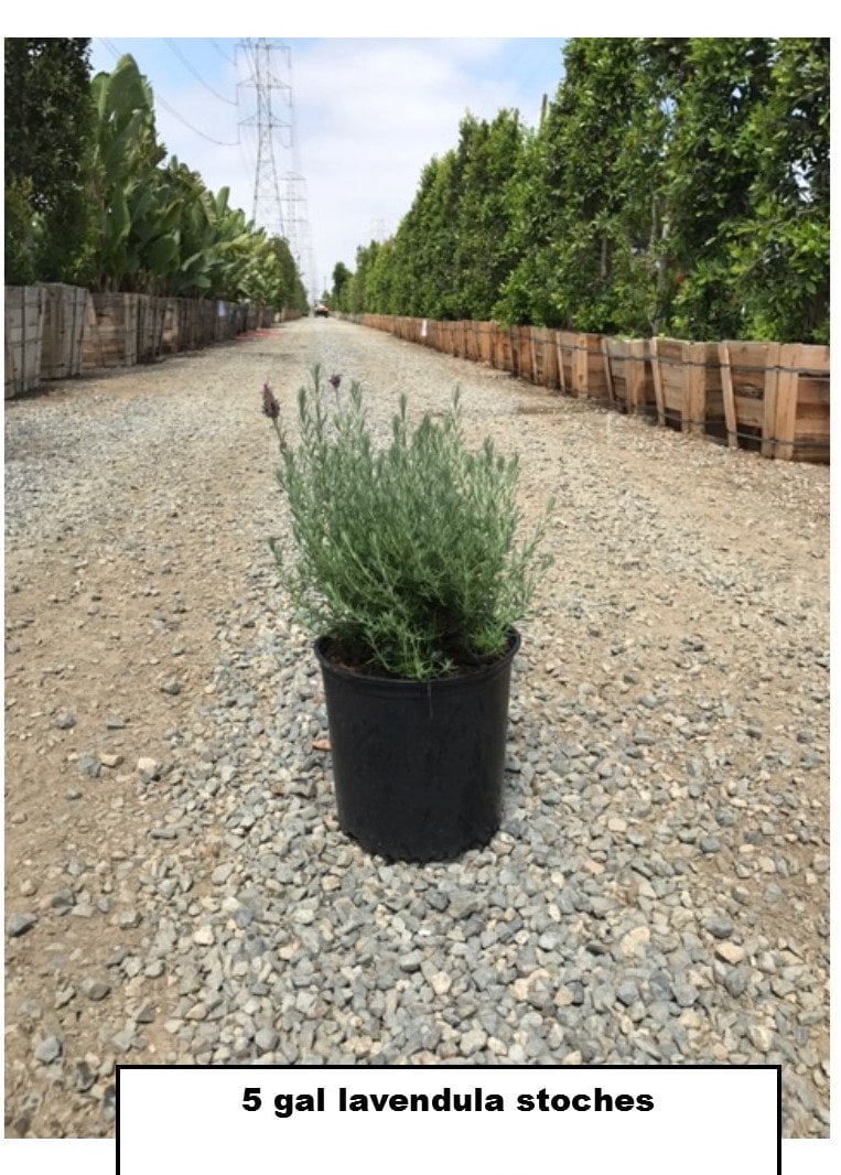 Photo for Lavandula stoechas 'Otto Quast' (Otto Quast Spanish Lavender)