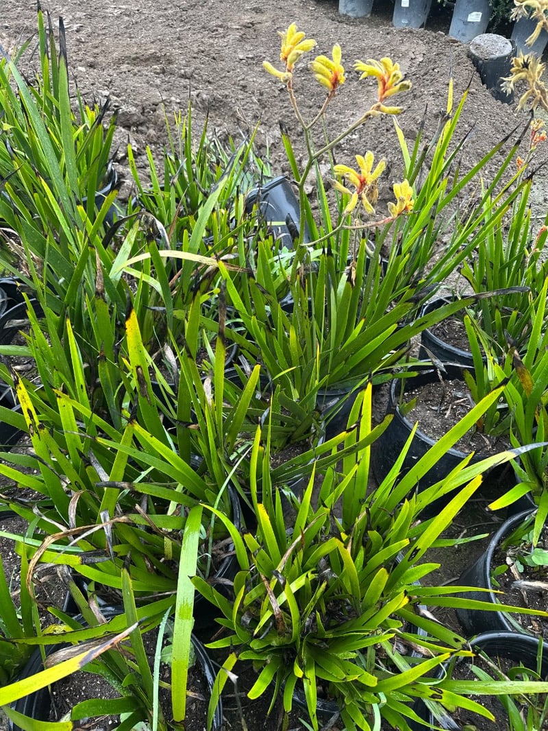 Photo for Anigozanthos 'Bush Gold' (Yellow Kangaroo Paw)