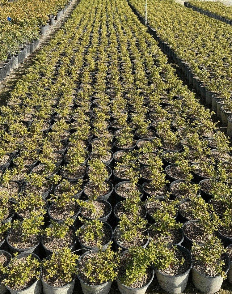 Photo for Coprosma petriei ('Prostrata') 'Verde Vista' (Creeping Coprosma)