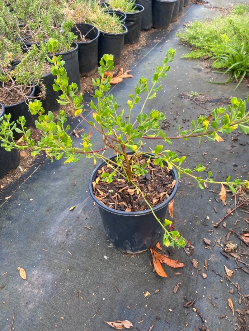 Photo for Baccharis pilularis 'Twin Peaks' (Dwarf Coyote Brush)