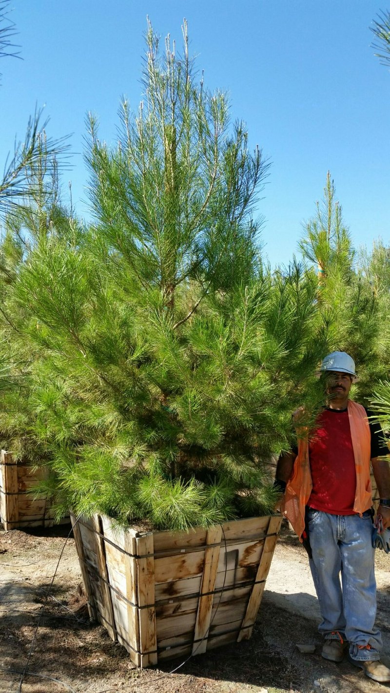 Photo for Pinus halepensis (Aleppo Pine)