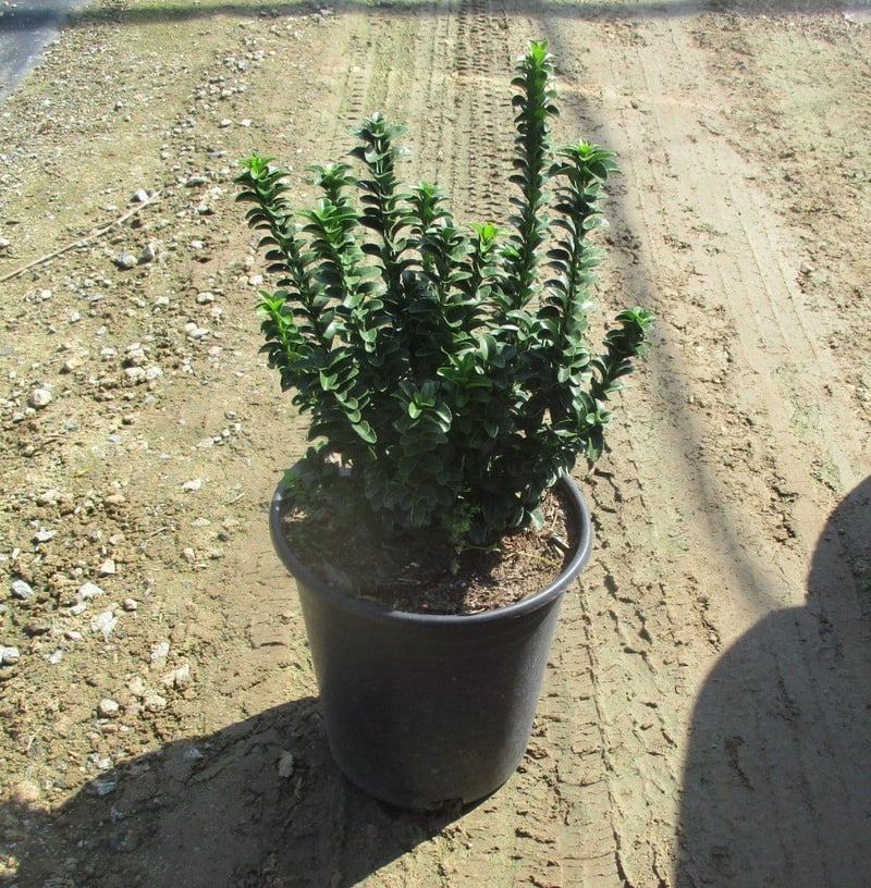 Photo for Euonymus japonicus 'Green Spire' (Green Spire Euonymus)