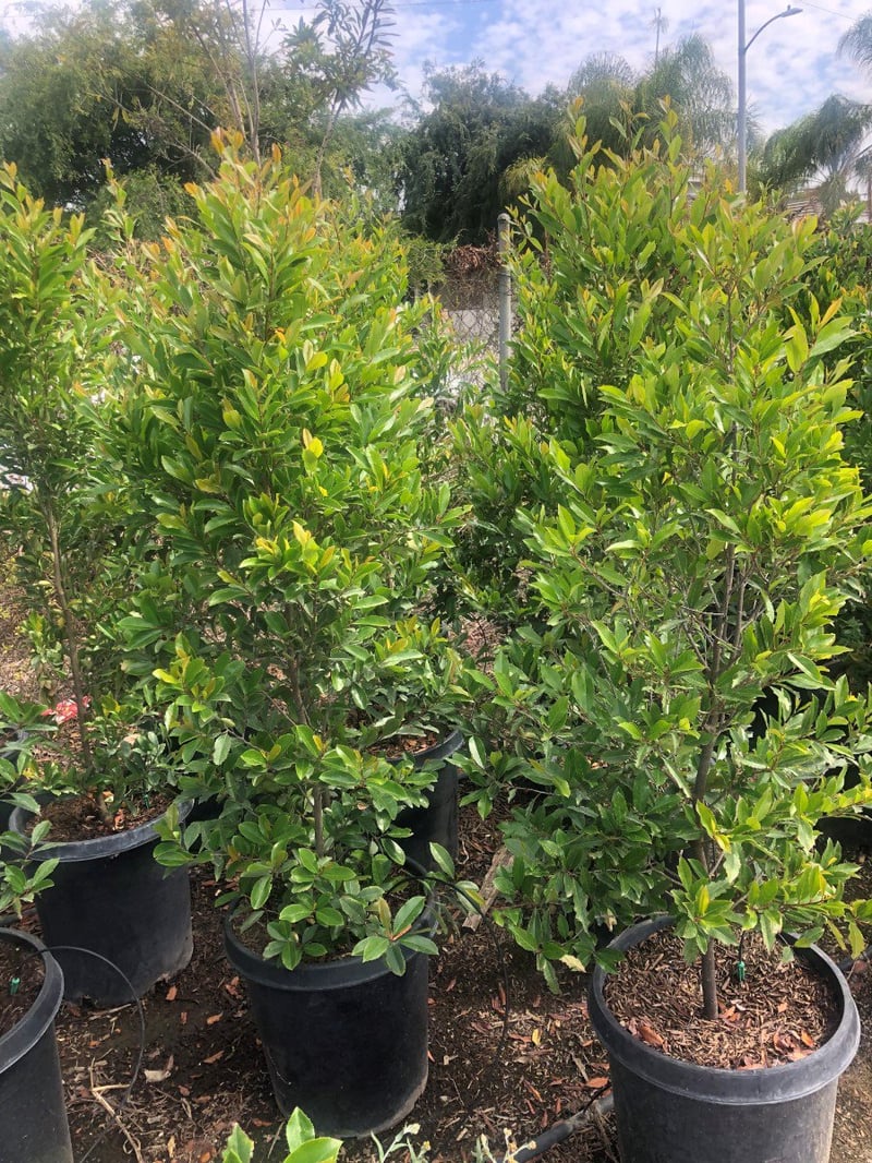 Photo for Prunus caroliniana (Carolina Cherry Laurel)