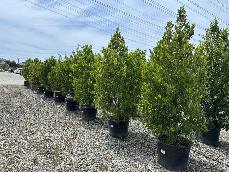 Photo for Prunus caroliniana 'Bright n Tight'  (Bright 'n Tight Carolina Laurel)