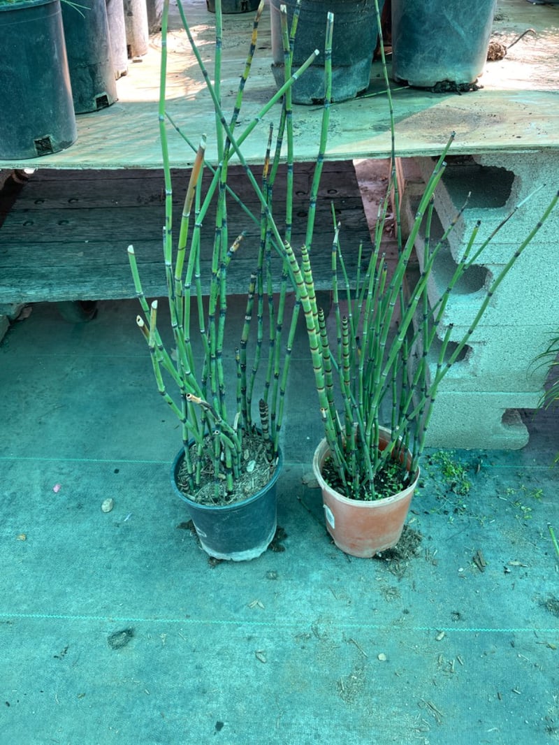 Photo for Equisetum hyemale (Winter Scouring Rush)