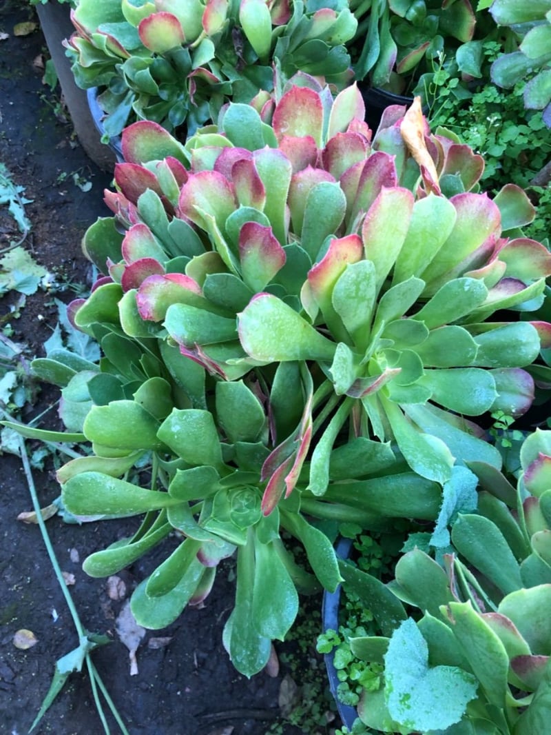 Photo for Aeonium urbicum (Saucer Plant)