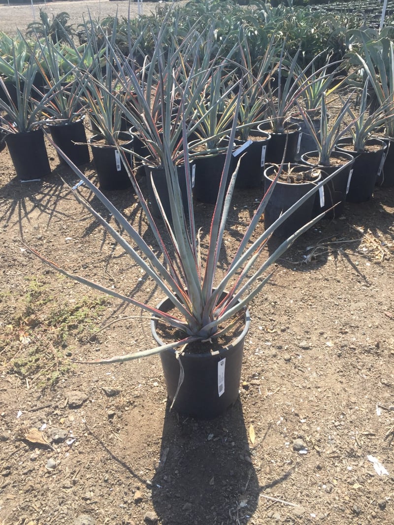 Photo for Agave tequilana 'Sunrise' (A. Tequila 'Variegata') (Variegated Tequila Agave)