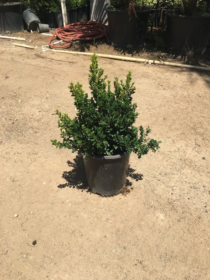 Photo for Buxus microphylla japonica 'Green Beauty' (Japanese Boxwood 'Green Beauty')