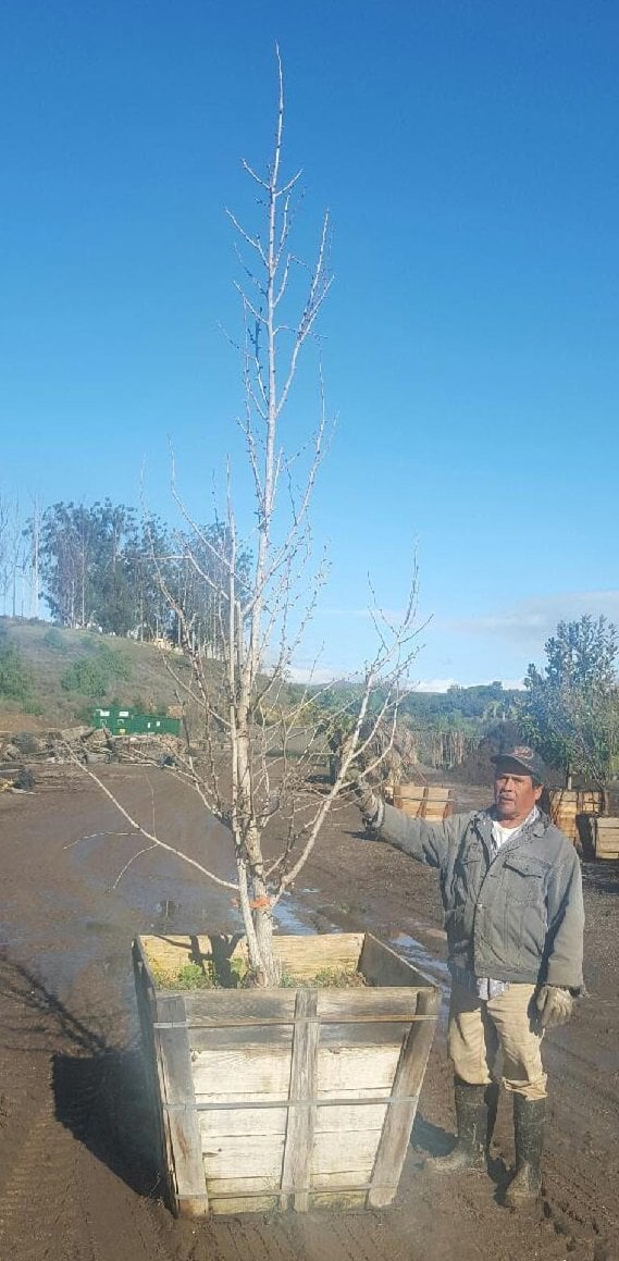 Photo for Ginkgo biloba (Maidenhair Tree)