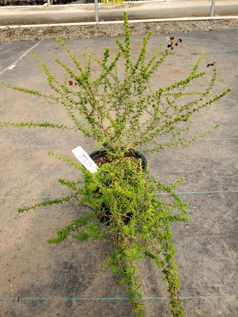 Photo for Eriogonum fasciculatum 'Dana Point' (Dana Point Buckwheat)