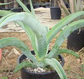Photo for Agave vilmoriniana (Octopus Agave)