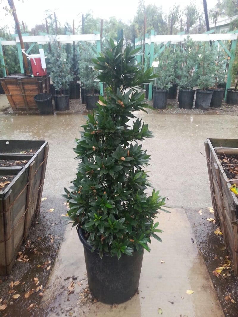 Photo for Elaeocarpus decipiens (Japanese Blueberry Tree)