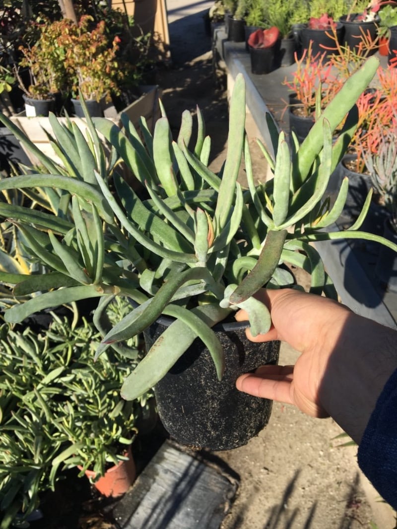 Photo for Cotyledon orbiculata (Finger Aloe, Grey Sticks, Chalk Fingers)