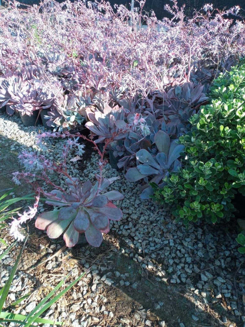 Photo for Echeveria 'Afterglow' (Echeveria 'Afterglow')