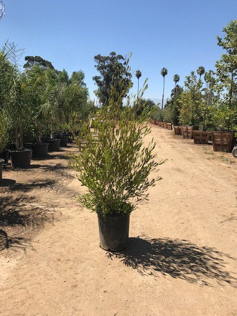 Photo for Dodonea viscosa (Hopseed Bush)
