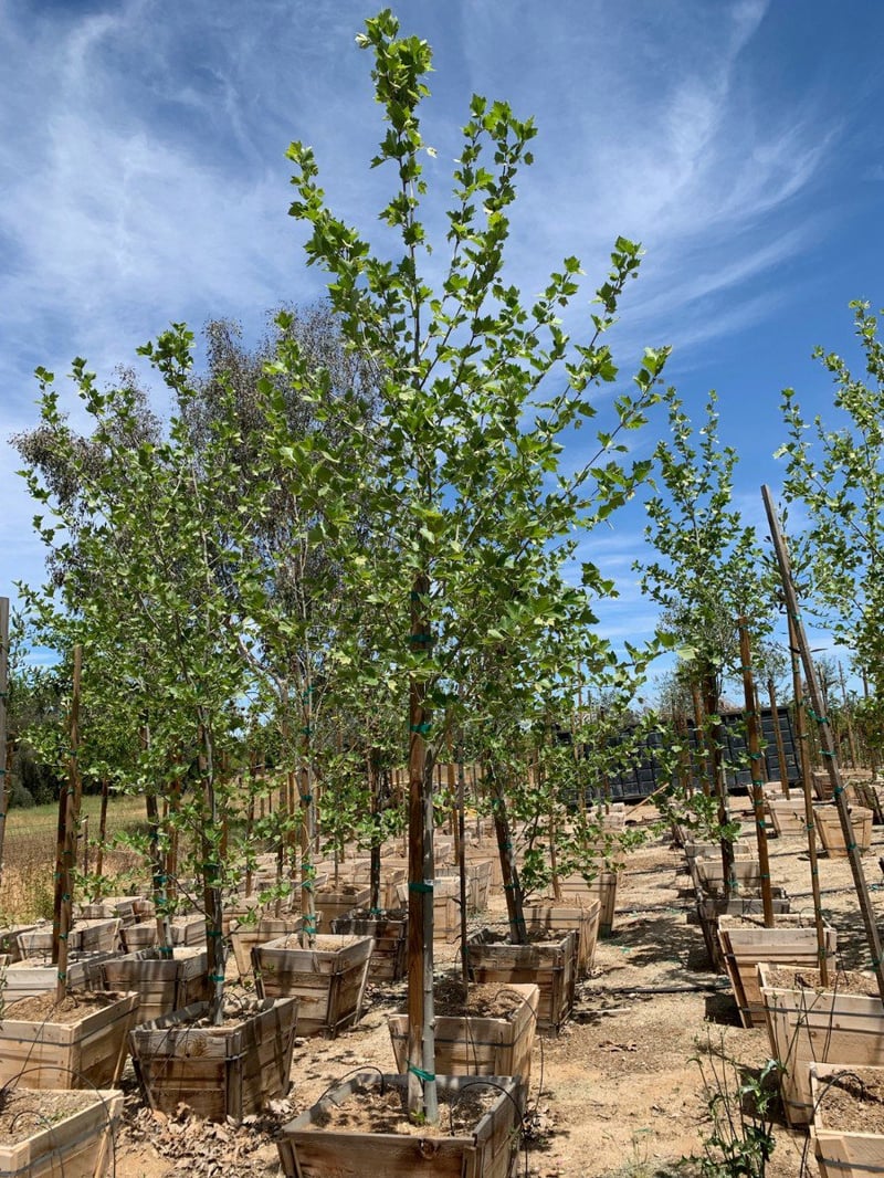 Photo for Platanus acerifolia 'Bloodgood' (Bloodgood London Plane Tree)