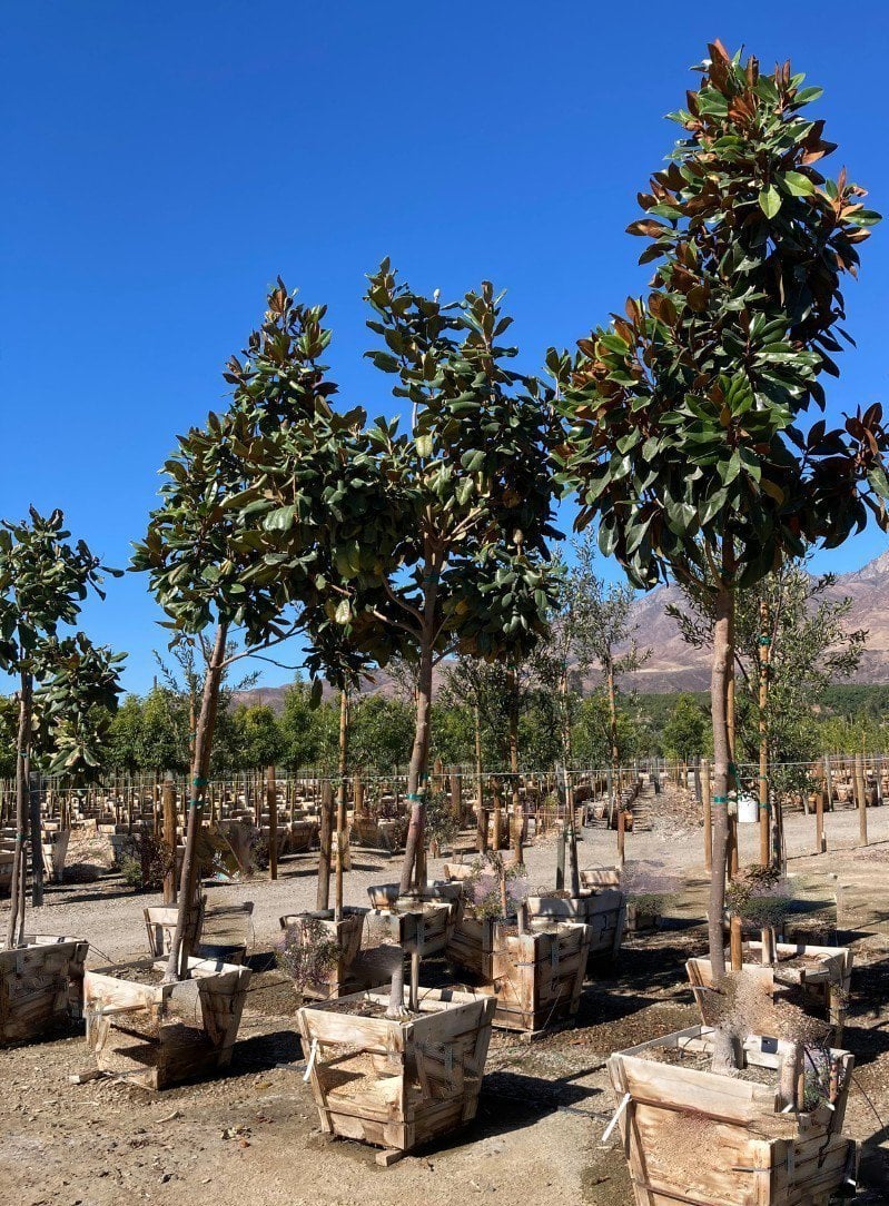 Photo for Magnolia grandiflora (Southern Magnolia)