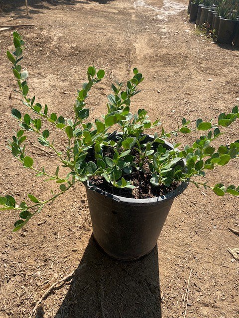 Photo for Carissa macrocarpa ‘Green Carpet’ (Green Carpet Natal Plum)