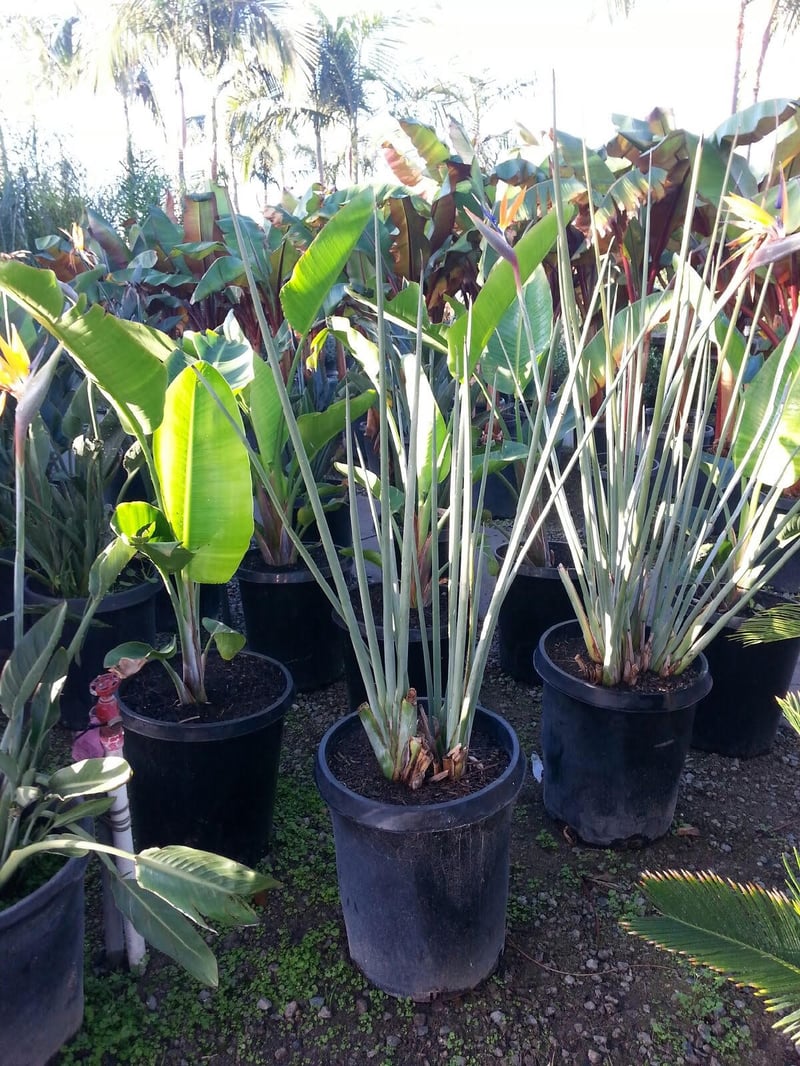 Photo for Strelitzia juncea (Narrow-leafed Bird of Paradise)