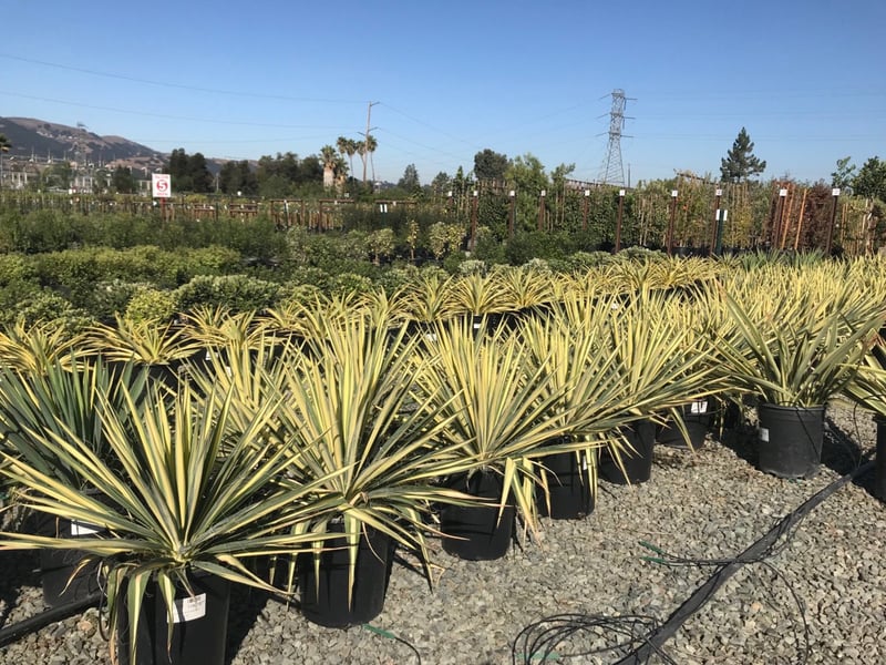 Photo for Yucca filamentosa 'Color Guard' (Color Guard Yucca)