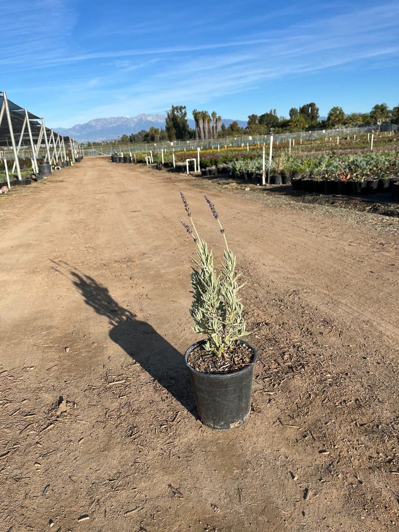 Photo for Lavandula angustifolia (English Lavender)