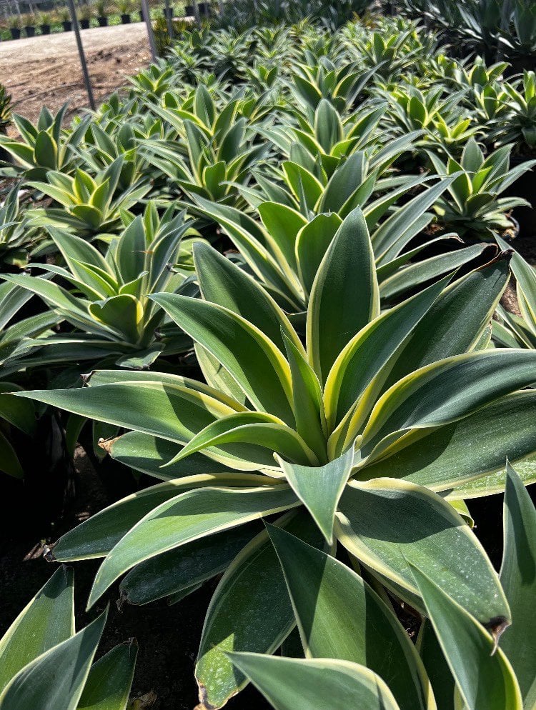 Photo for Agave attenuata 'Variegata' (Variegated Fox Tail Agave)