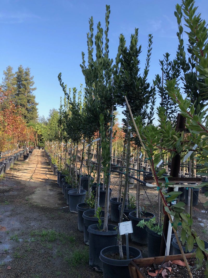 Photo for Laurus nobilis (Sweet Bay)