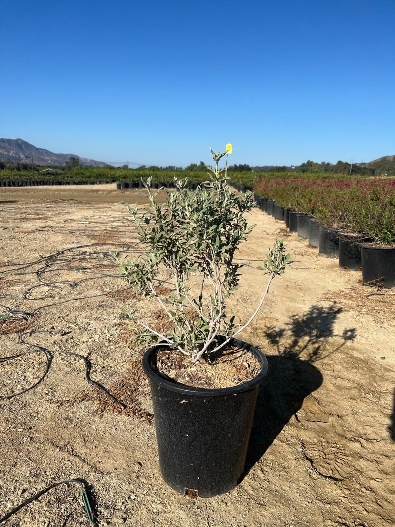 Photo for Salvia clevelandii 'Pozo Blue' (Gray Musk Sage)